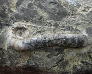河北：邯郸发现早古生代奥陶纪“角石古生物化石”